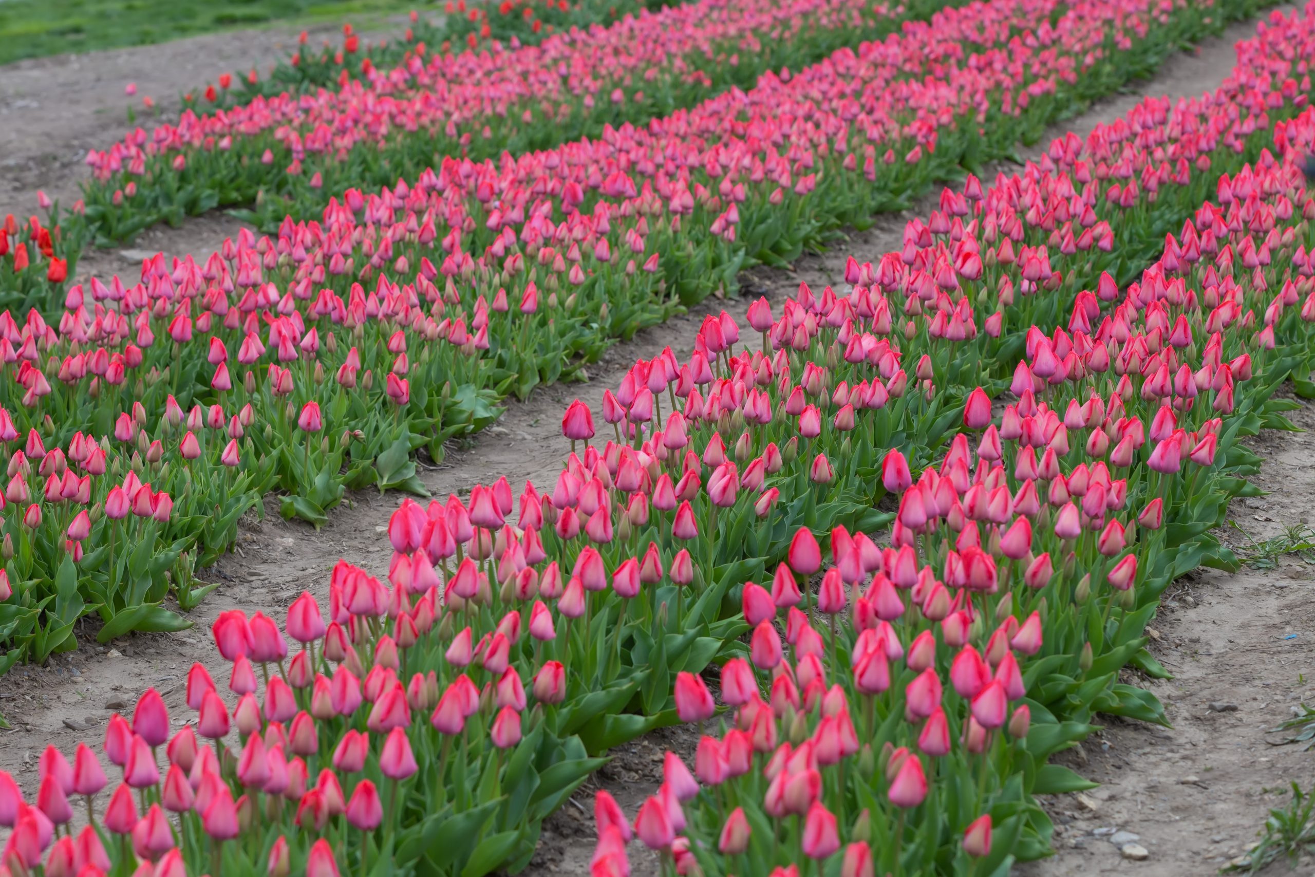 Things to do in the Spring near Boston | Keolis massAdventures