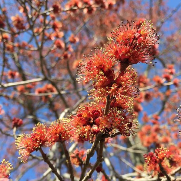 Male Red Maple flowers