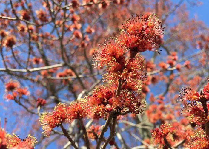 Male Red Maple flowers