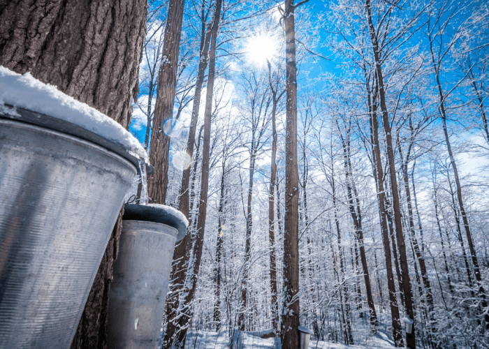 maple trees tapped for sap and covered in snow