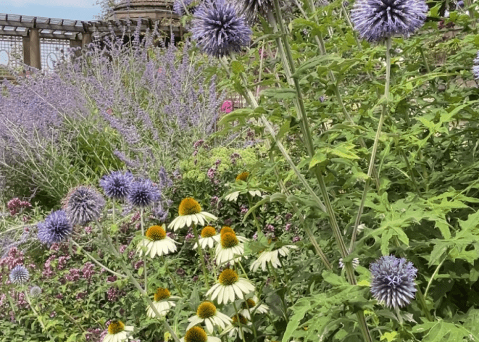 Purple and white flowers growing outdoors in the formal Italian Garden at Crane Estate