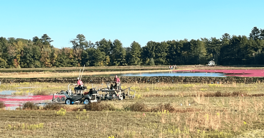 Workers harvesting cranberries during the fall in New England