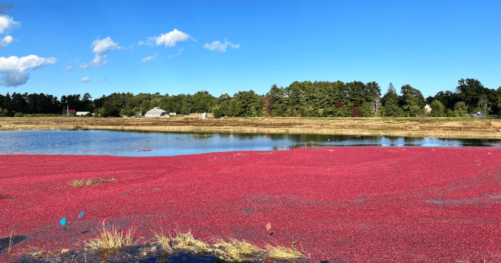 Flooded cranberry bog during the harvest season in New England
