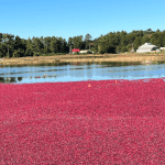 Cranberry bog in Massachusetts