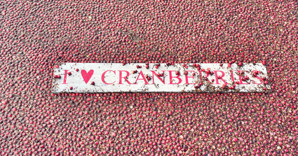 I love cranberries sign floating amongst cranberries in a flooded bog in Massachusetts