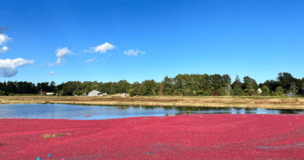 Cranberry bog flooded during the harvest season in Middleborough, Massachusetts.