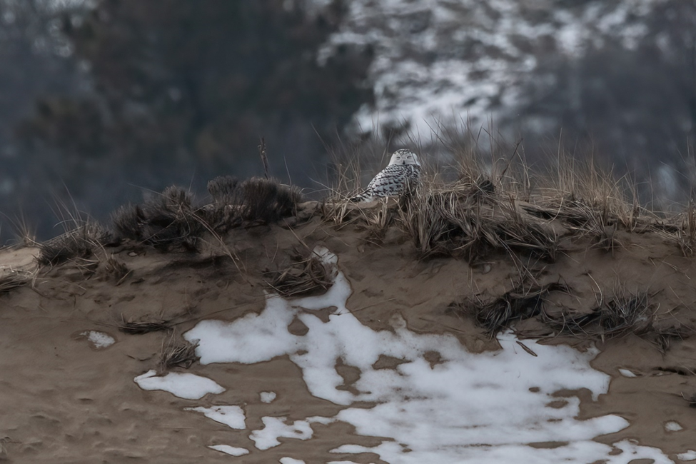 Snowy Owl spotted in the sand dunes of Plum Island in winter