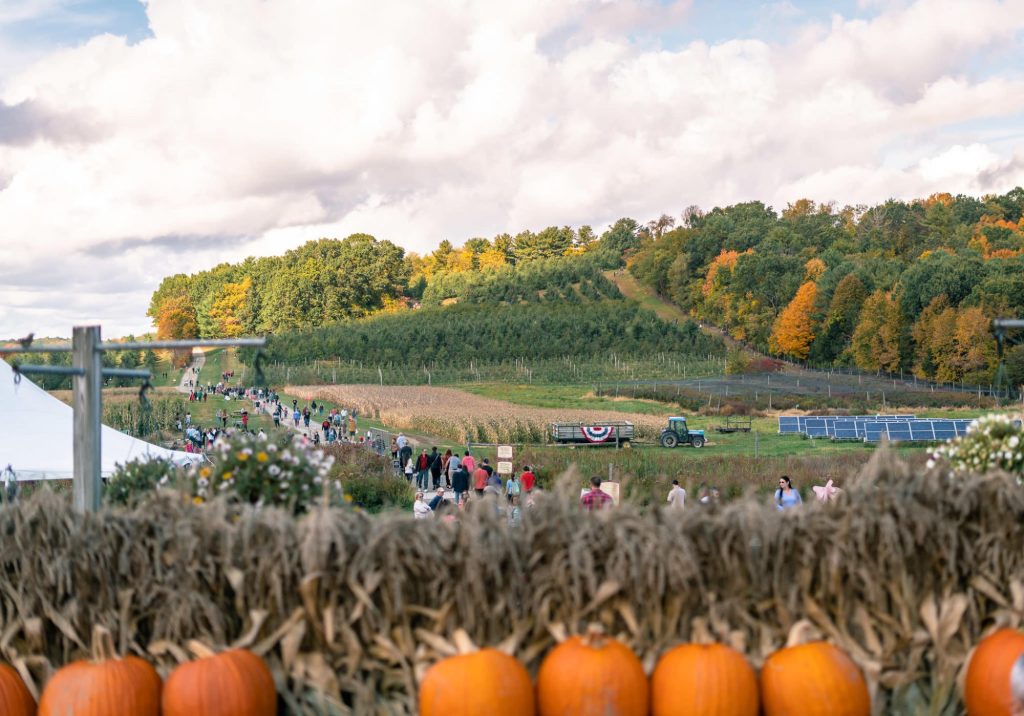 View of people walking to the apple orchards in Amesbury, MA  on a fall afternoon