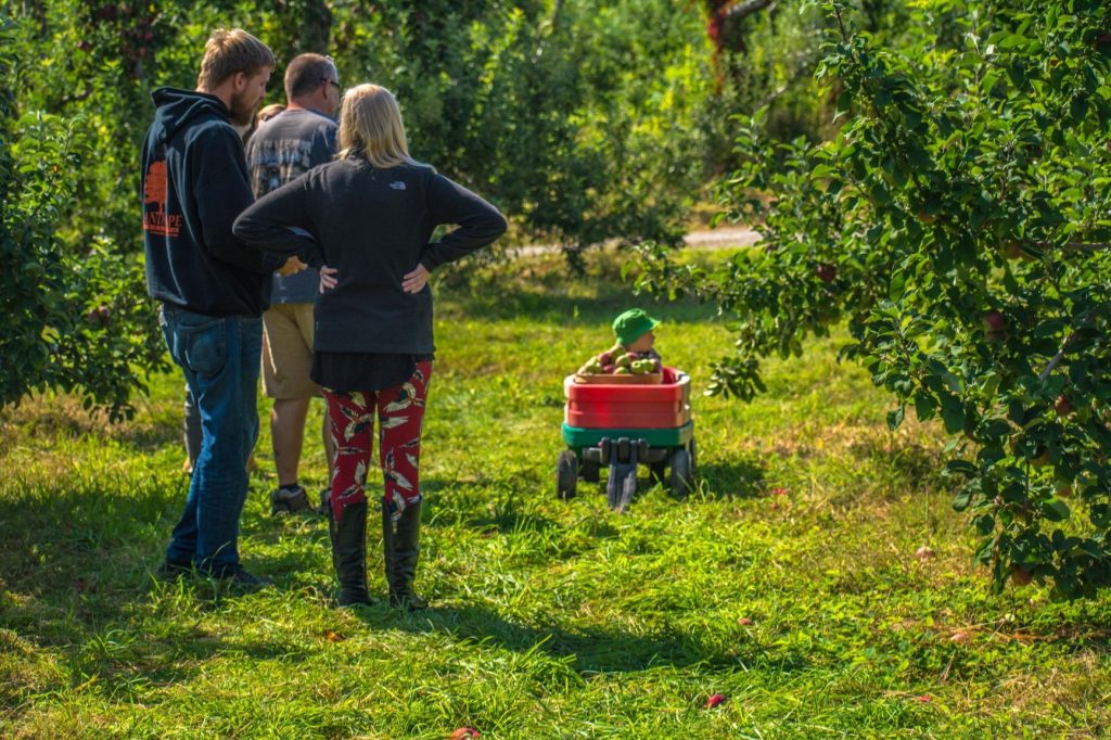 A family with a child in a wagon apple picking at Red Apple Farm in Philipston, MA