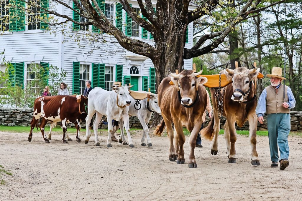 An Old Sturbridge Village reenactor guiding a herd of cows for onlookers